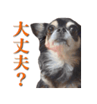 チワワのゆかいな仲間たち（個別スタンプ：11）