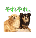 チワワのゆかいな仲間たち（個別スタンプ：13）