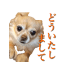 チワワのゆかいな仲間たち（個別スタンプ：17）