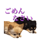 チワワのゆかいな仲間たち（個別スタンプ：19）