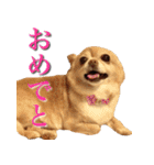 チワワのゆかいな仲間たち（個別スタンプ：21）