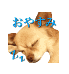 チワワのゆかいな仲間たち（個別スタンプ：22）