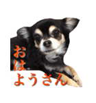 チワワのゆかいな仲間たち（個別スタンプ：23）