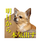 チワワのゆかいな仲間たち（個別スタンプ：25）