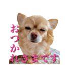 チワワのゆかいな仲間たち（個別スタンプ：26）