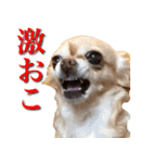 チワワのゆかいな仲間たち（個別スタンプ：28）