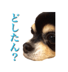 チワワのゆかいな仲間たち（個別スタンプ：31）