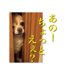 チワワのゆかいな仲間たち（個別スタンプ：33）