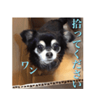 チワワのゆかいな仲間たち（個別スタンプ：38）