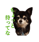 チワワのゆかいな仲間たち（個別スタンプ：39）