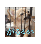 チワワのゆかいな仲間たち（個別スタンプ：40）