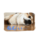 コーギーの「なぎさ」第二弾（個別スタンプ：1）