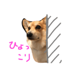 コーギーの「なぎさ」第二弾（個別スタンプ：7）