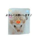 森のはりねずみハリーお散歩ウォーキング♪（個別スタンプ：1）