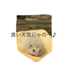 森のはりねずみハリーお散歩ウォーキング♪（個別スタンプ：2）
