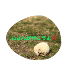 森のはりねずみハリーお散歩ウォーキング♪（個別スタンプ：3）