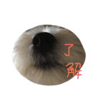 沖野家のころさん（個別スタンプ：9）