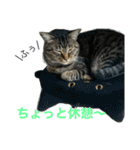 レオたんスタンプ2（個別スタンプ：17）