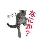 レオたんスタンプ2（個別スタンプ：20）