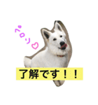 ホワイトシェパード大豆の日常 2（個別スタンプ：3）