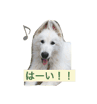 ホワイトシェパード大豆の日常 2（個別スタンプ：5）