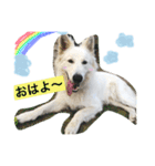 ホワイトシェパード大豆の日常 2（個別スタンプ：6）