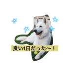 ホワイトシェパード大豆の日常 2（個別スタンプ：9）