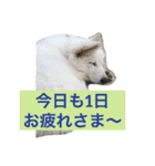 ホワイトシェパード大豆の日常 2（個別スタンプ：10）