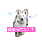 ホワイトシェパード大豆の日常 2（個別スタンプ：14）