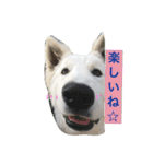 ホワイトシェパード大豆の日常 2（個別スタンプ：15）
