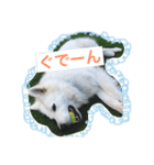 ホワイトシェパード大豆の日常 2（個別スタンプ：17）