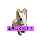 ホワイトシェパード大豆の日常 2（個別スタンプ：19）