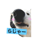 ホワイトシェパード大豆の日常 2（個別スタンプ：20）