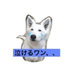ホワイトシェパード大豆の日常 2（個別スタンプ：22）
