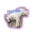 ホワイトシェパード大豆の日常 2（個別スタンプ：24）