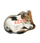 Dog Niuniu's everyday（個別スタンプ：1）