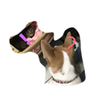 Dog Niuniu's everyday（個別スタンプ：2）