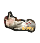 Dog Niuniu's everyday（個別スタンプ：3）