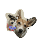 Dog Niuniu's everyday（個別スタンプ：4）
