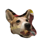 Dog Niuniu's everyday（個別スタンプ：6）