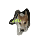 Dog Niuniu's everyday（個別スタンプ：8）