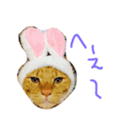 ちー・茶トラ猫スタンプ（個別スタンプ：4）