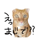 ちー・茶トラ猫スタンプ（個別スタンプ：6）
