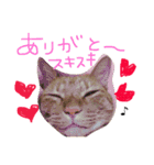 ちー・茶トラ猫スタンプ（個別スタンプ：11）
