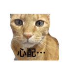 ちー・茶トラ猫スタンプ（個別スタンプ：16）