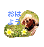 小春と手鞠（個別スタンプ：1）