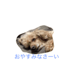小春と手鞠（個別スタンプ：8）