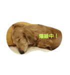 ココア8（個別スタンプ：6）