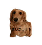 実写25 ミニチュアダックスフンド（個別スタンプ：21）