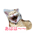 タラとイクラのぐーたらスタンプ（個別スタンプ：3）